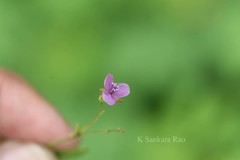 Murdannia lanceolata